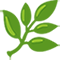 Vine